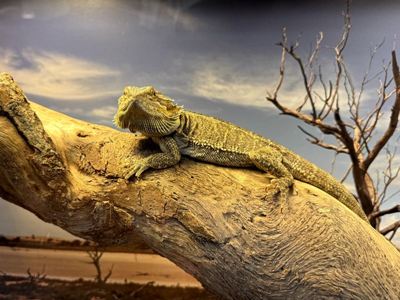 Rare, threatened and just plain weird: Science Week at Parliament