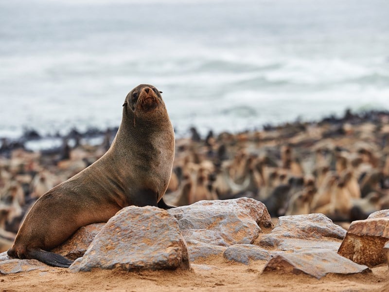 Citizen science: The Seal Spotter Project 